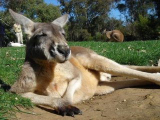 kangaroo.jpg